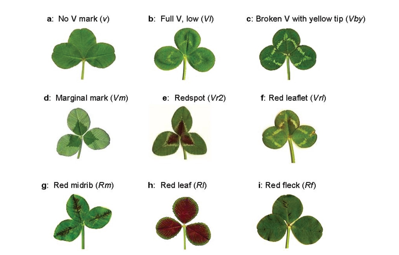 Các hình dạng khác nhau của cò 3 lá 4 lá