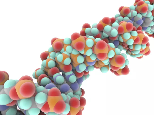 Bộ DNA phức tạp đến kỳ lạ của cỏ 4 lá