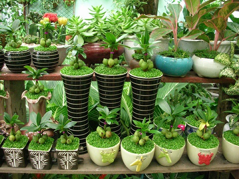 Cây Cảnh Mini - Món quà 8/3