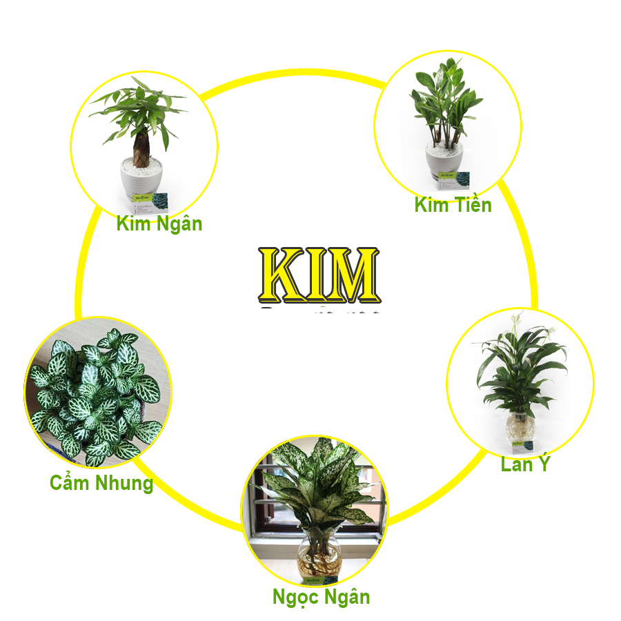 Mệnh kim hợp cây gì