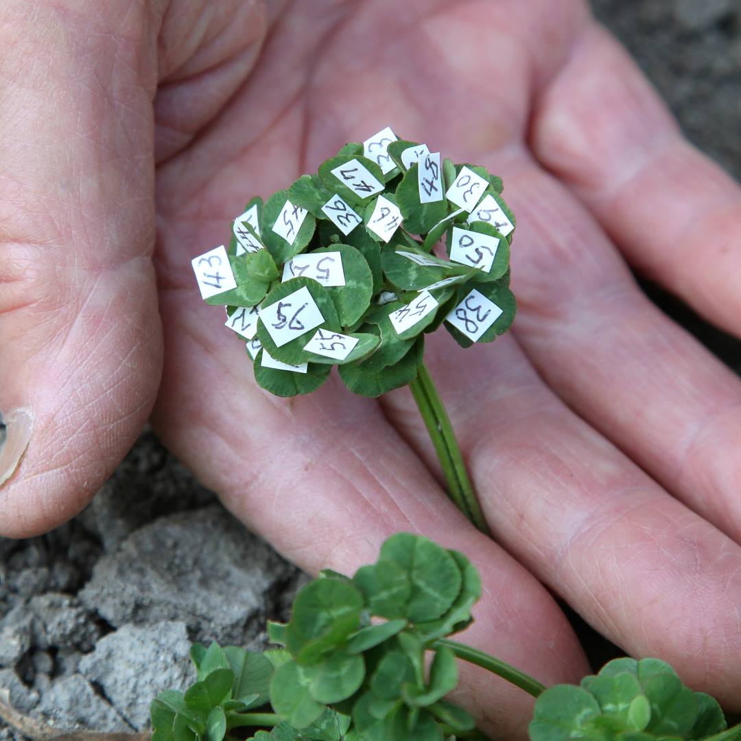 56 chiếc lá trên một cuống lá cỏ 4 lá