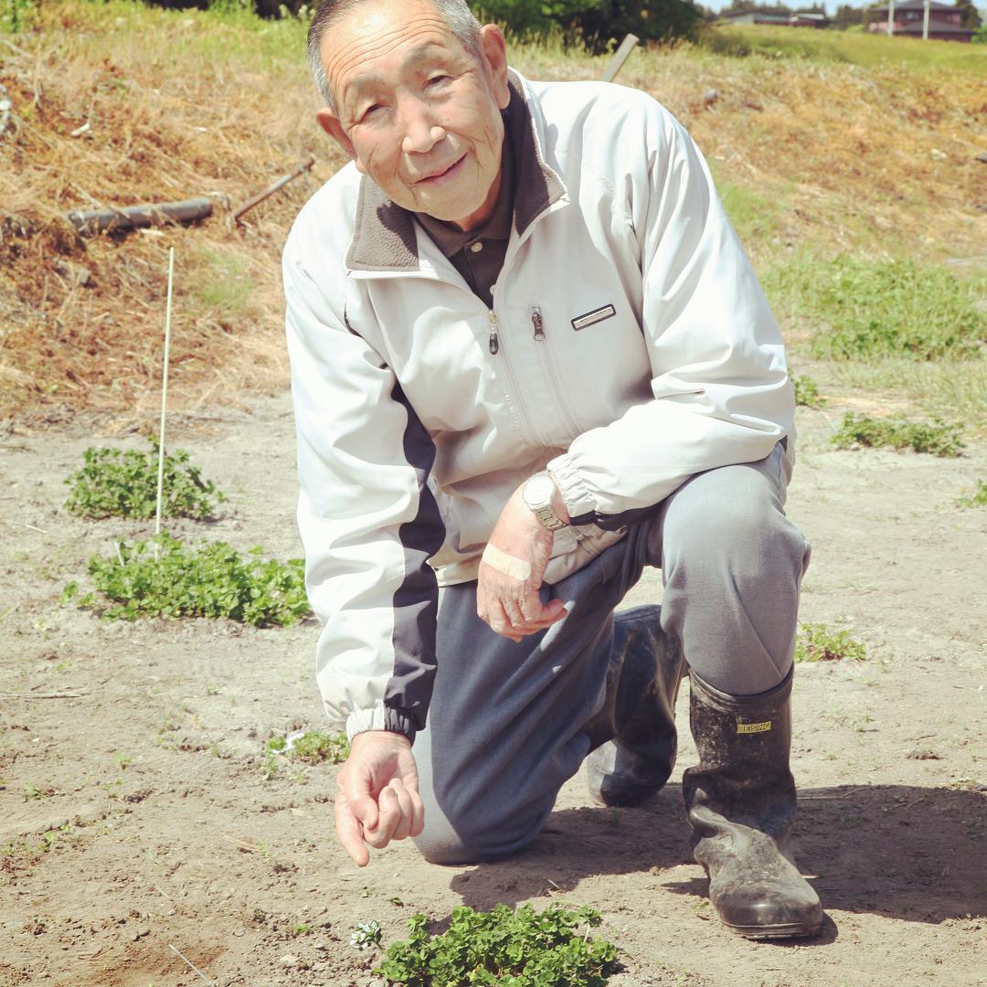 Ông Shigeo Obara tìm thấy cây cỏ 4 lá có 56 lá