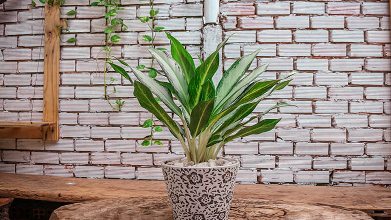 Mệnh Hỏa hợp cây Bạch Mã Hoàng Tử