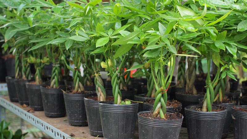 Mệnh Hỏa hợp cây Kim Ngân