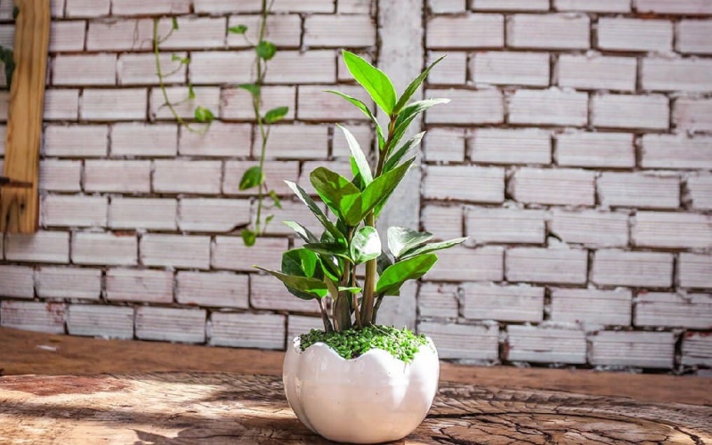 Mệnh Hỏa hợp cây Kim Tiền