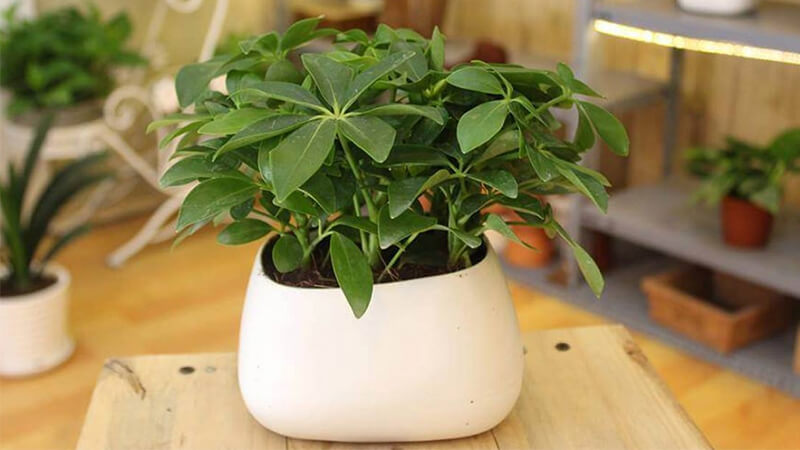 Mệnh Hỏa hợp cây Ngũ Gia Bì Xanh