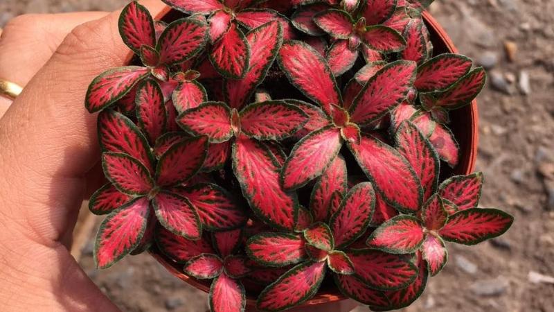 Mệnh Hỏa hợp cây Nhung Đỏ