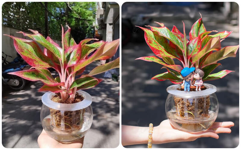 Mệnh Hỏa hợp cây Phú Quý