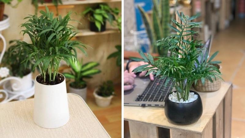 Mệnh Hỏa hợp cây Tiểu Trâm