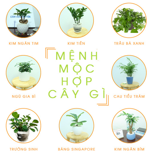 Mệnh Mộc hợp cây gì