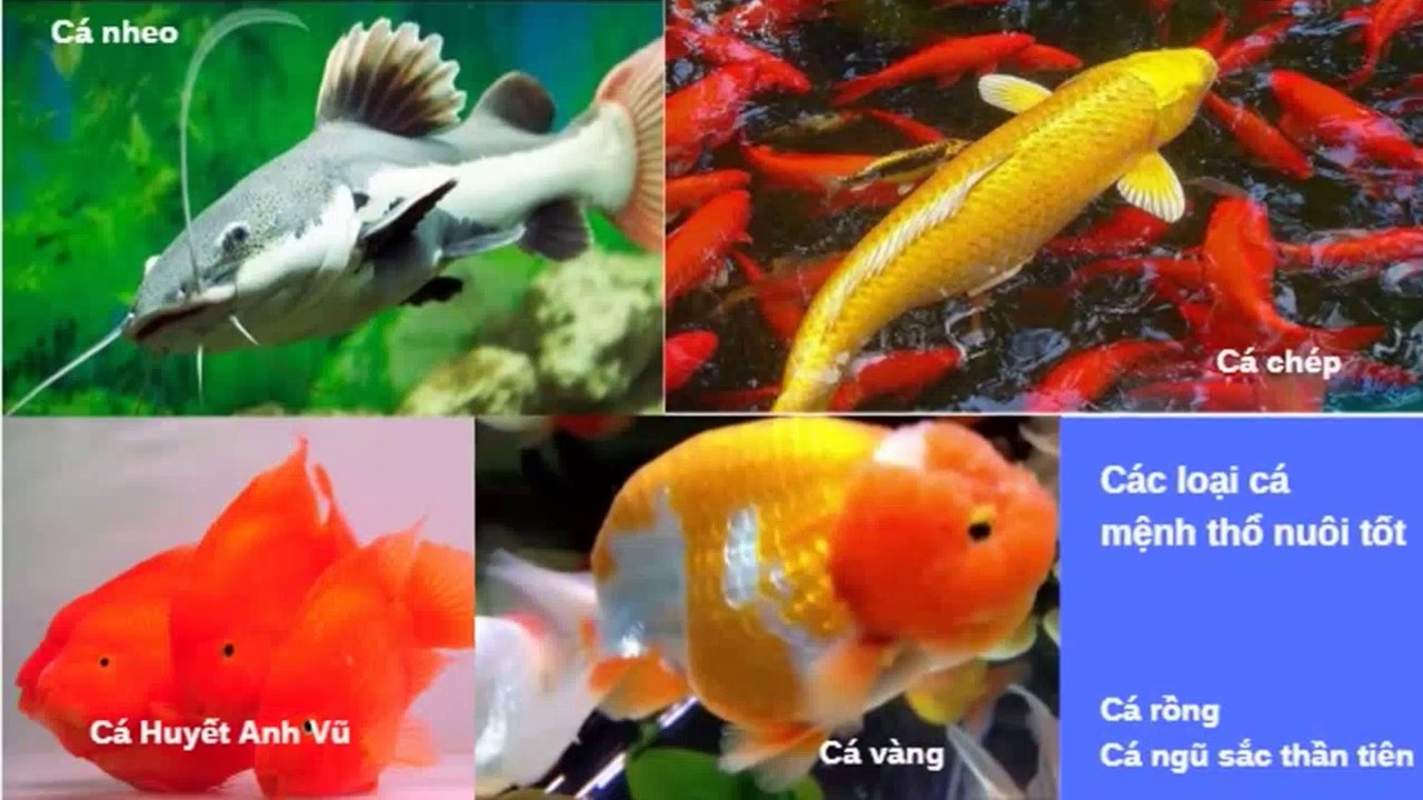 Mệnh Thổ hợp cá gì?