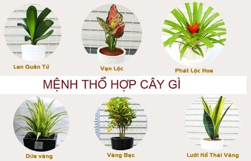 Mệnh Thổ hợp cây gì